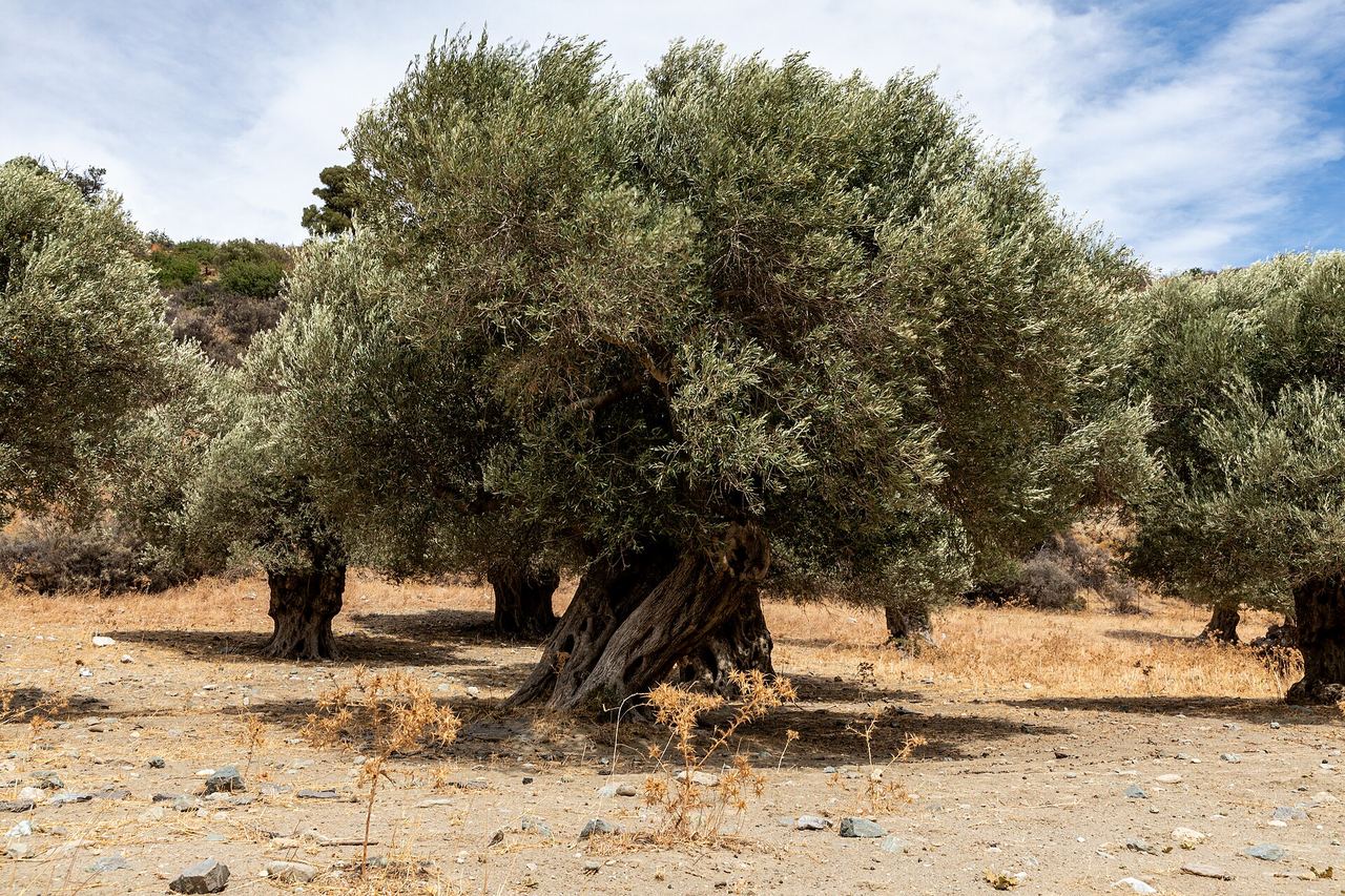 Αιωνόβιος ελαιώνας στον Ασώματο Ρεθύμνου, Κρήτη